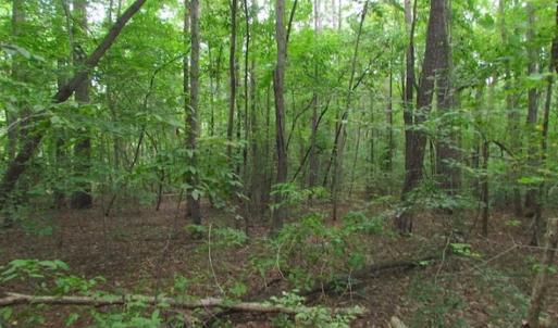 Photo of SOLD!!  5 Acres of Waterfront Timber Land For Sale in Isle of Wight County VA!