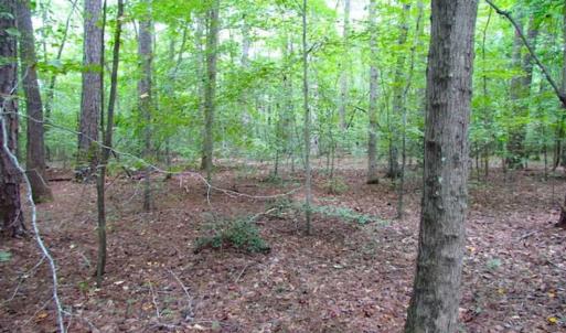 Photo of SOLD!!  5 Acres of Waterfront Timber Land For Sale in Isle of Wight County VA!