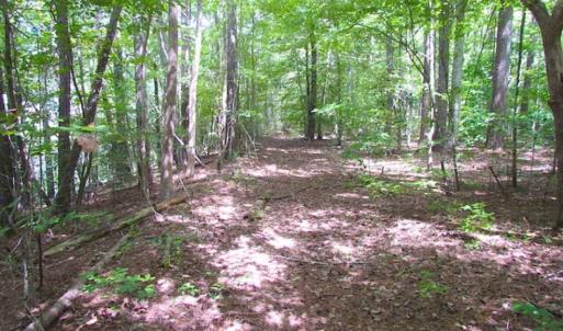 Photo of SOLD!!  5 Acres of Waterfront Timber Land For Sale in Isle of Wight County VA!