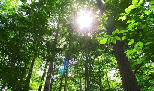 Photo of SOLD!!  5 Acres of Waterfront Timber Land For Sale in Isle of Wight County VA!