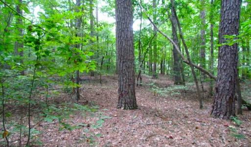 Photo of SOLD!!  5 Acres of Waterfront Timber Land For Sale in Isle of Wight County VA!