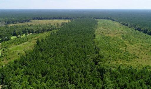 Photo of SOLD!  38 Acres of Hunting and Timber Land for Sale in Gates County NC!