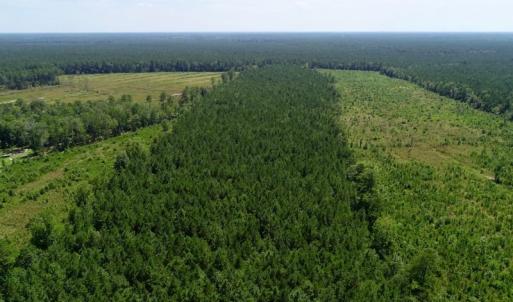 Photo of SOLD!  38 Acres of Hunting and Timber Land for Sale in Gates County NC!