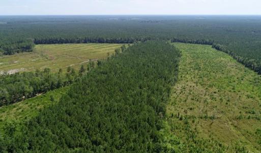 Photo of SOLD!  38 Acres of Hunting and Timber Land for Sale in Gates County NC!