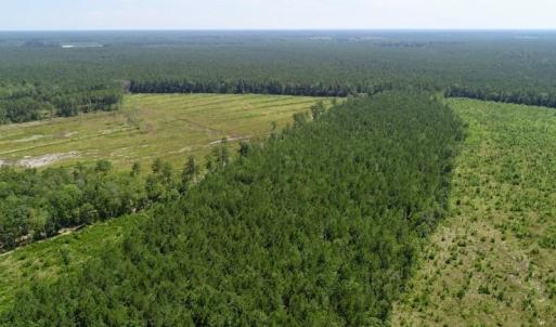 Photo of SOLD!  38 Acres of Hunting and Timber Land for Sale in Gates County NC!