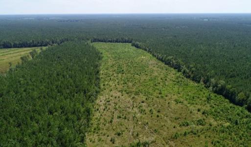 Photo of SOLD!  38 Acres of Hunting and Timber Land for Sale in Gates County NC!