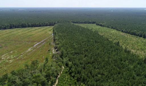 Photo of SOLD!  38 Acres of Hunting and Timber Land for Sale in Gates County NC!