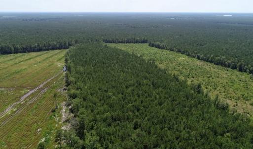 Photo of SOLD!  38 Acres of Hunting and Timber Land for Sale in Gates County NC!