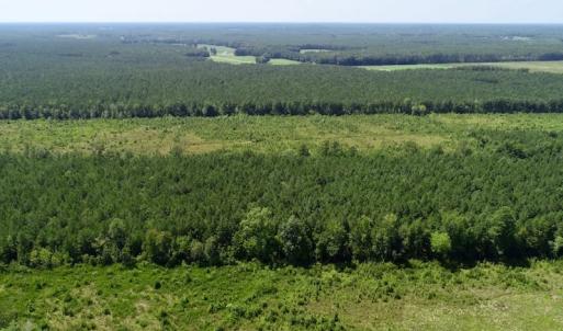 Photo of SOLD!  38 Acres of Hunting and Timber Land for Sale in Gates County NC!