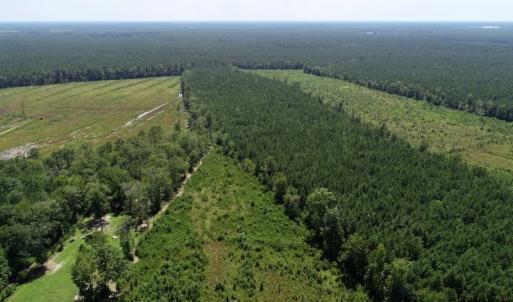 Photo of SOLD!  38 Acres of Hunting and Timber Land for Sale in Gates County NC!