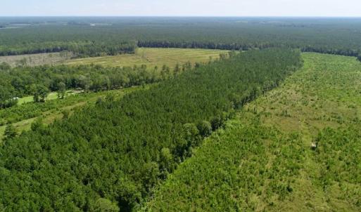Photo of SOLD!  38 Acres of Hunting and Timber Land for Sale in Gates County NC!
