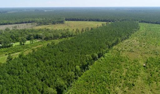 Photo of SOLD!  38 Acres of Hunting and Timber Land for Sale in Gates County NC!