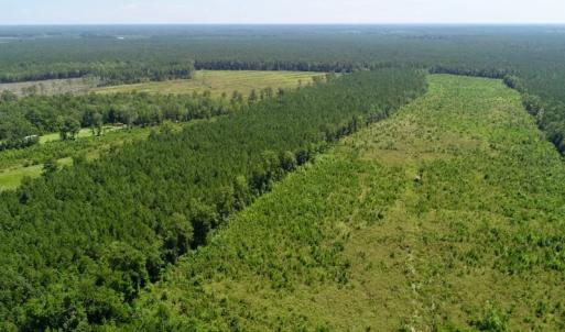 Photo of SOLD!  38 Acres of Hunting and Timber Land for Sale in Gates County NC!