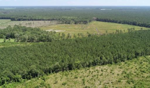 Photo of SOLD!  38 Acres of Hunting and Timber Land for Sale in Gates County NC!