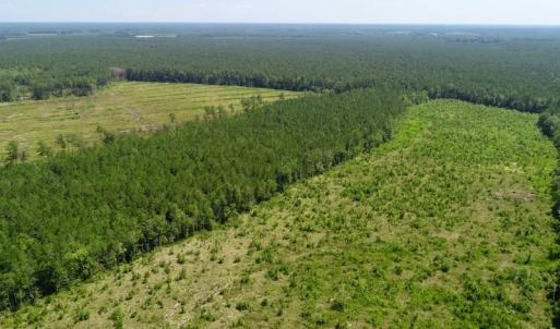 Photo of SOLD!  38 Acres of Hunting and Timber Land for Sale in Gates County NC!