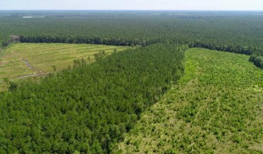 Photo of SOLD!  38 Acres of Hunting and Timber Land for Sale in Gates County NC!