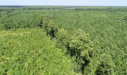 Photo of SOLD!  38 Acres of Hunting and Timber Land for Sale in Gates County NC!