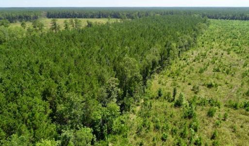 Photo of SOLD!  38 Acres of Hunting and Timber Land for Sale in Gates County NC!