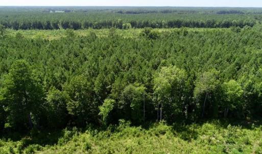 Photo of SOLD!  38 Acres of Hunting and Timber Land for Sale in Gates County NC!