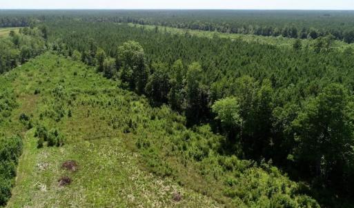 Photo of SOLD!  38 Acres of Hunting and Timber Land for Sale in Gates County NC!