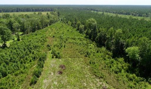 Photo of SOLD!  38 Acres of Hunting and Timber Land for Sale in Gates County NC!