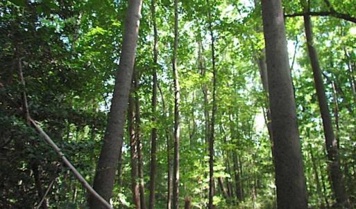 Photo of SOLD!!! 5 Acre Building Lot For Sale in Isle of Wight County VA!