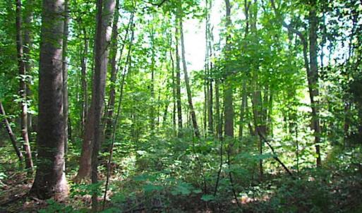 Photo of SOLD!!! 5 Acre Building Lot For Sale in Isle of Wight County VA!