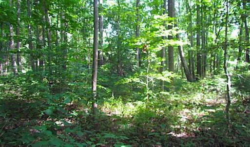 Photo of SOLD!!! 5 Acre Building Lot For Sale in Isle of Wight County VA!