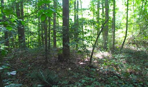 Photo of SOLD!!! 5 Acre Building Lot For Sale in Isle of Wight County VA!