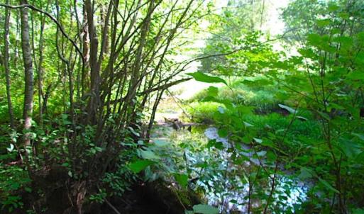 Photo of SOLD!!! 5 Acre Building Lot For Sale in Isle of Wight County VA!