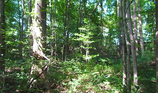 Photo of SOLD!!! 5 Acre Building Lot For Sale in Isle of Wight County VA!