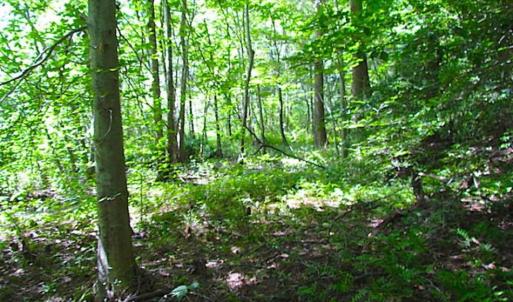 Photo of SOLD!!! 5 Acre Building Lot For Sale in Isle of Wight County VA!