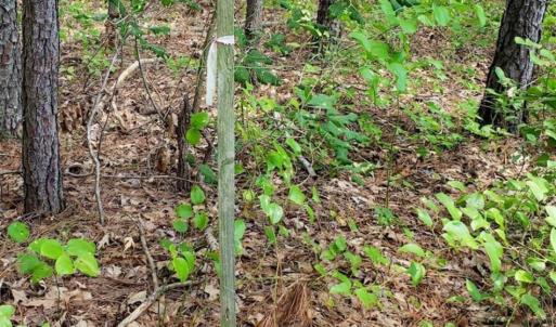 Photo of SOLD!!  1.7 Acres of Residential Building Land For Sale in Lancaster County VA!