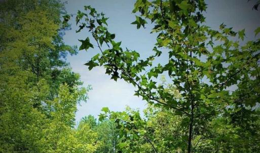 Photo of SOLD!!  1.7 Acres of Residential Building Land For Sale in Lancaster County VA!