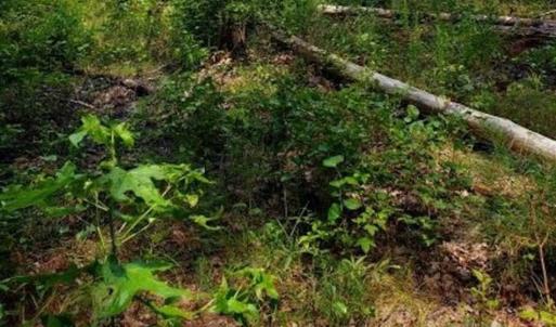 Photo of SOLD!!  1.7 Acres of Residential Building Land For Sale in Lancaster County VA!