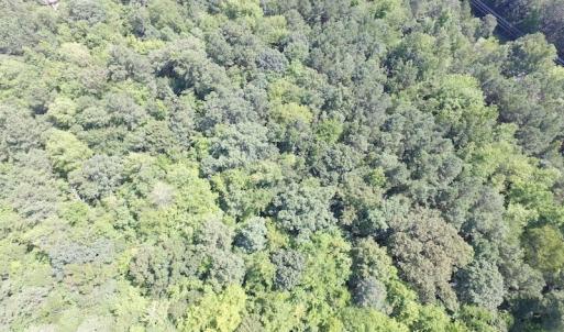 Photo of SOLD!!  6 Acres of Mature Timber Land for Sale in  Surry County VA!