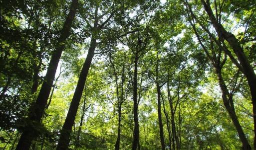 Photo of SOLD!!  6 Acres of Mature Timber Land for Sale in  Surry County VA!
