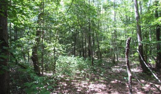Photo of SOLD!!  6 Acres of Mature Timber Land for Sale in  Surry County VA!