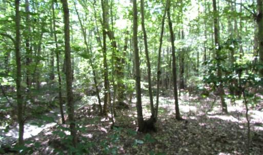 Photo of SOLD!!  6 Acres of Mature Timber Land for Sale in  Surry County VA!