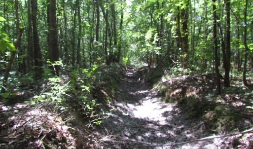 Photo of SOLD!!  6 Acres of Mature Timber Land for Sale in  Surry County VA!