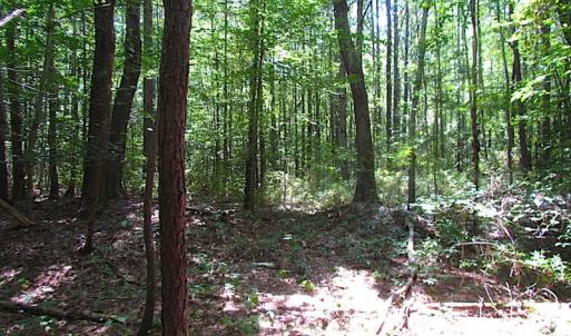 Photo of SOLD!!  6 Acres of Mature Timber Land for Sale in  Surry County VA!
