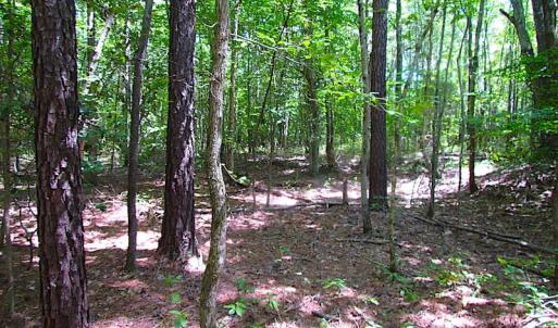 Photo of SOLD!!  6 Acres of Mature Timber Land for Sale in  Surry County VA!