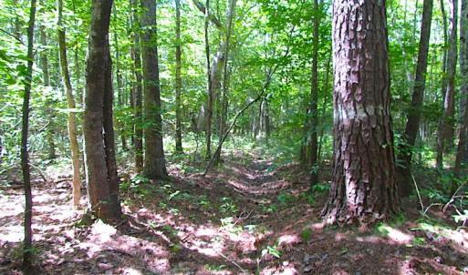 Photo of SOLD!!  6 Acres of Mature Timber Land for Sale in  Surry County VA!