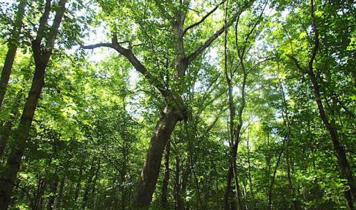 Photo of SOLD!!  6 Acres of Mature Timber Land for Sale in  Surry County VA!