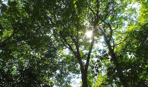 Photo of SOLD!!  6 Acres of Mature Timber Land for Sale in  Surry County VA!