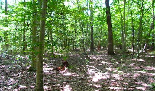 Photo of SOLD!!  6 Acres of Mature Timber Land for Sale in  Surry County VA!