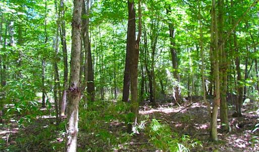 Photo of SOLD!!  6 Acres of Mature Timber Land for Sale in  Surry County VA!