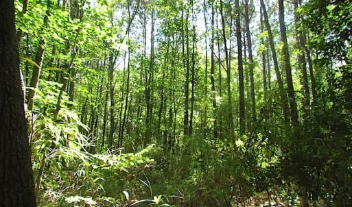 Photo of SOLD!!  6 Acres of Mature Timber Land for Sale in  Surry County VA!