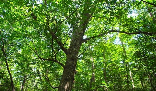 Photo of SOLD!!  6 Acres of Mature Timber Land for Sale in  Surry County VA!