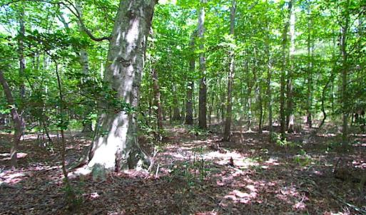 Photo of SOLD!!  6 Acres of Mature Timber Land for Sale in  Surry County VA!